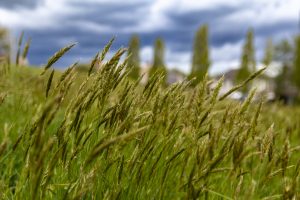 Weeds waving in the wind with a blurred background of green trees and a cloudy blue sky