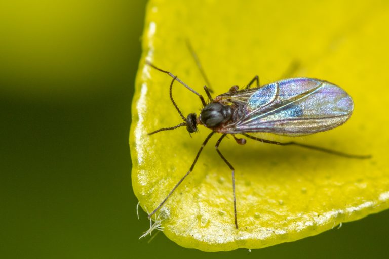 Gall midge or gall gnat, less than 1mm in size on a green leaf