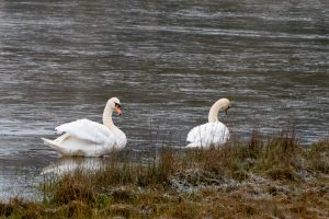 Two swans standing by the water's edge with a backdrop of rippling water and grassy shore.