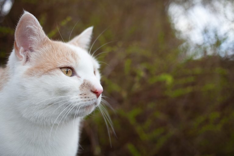 Cast staring to the right of the image with a blurred background