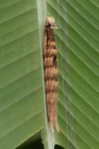 Caterpillar on a banana leaf