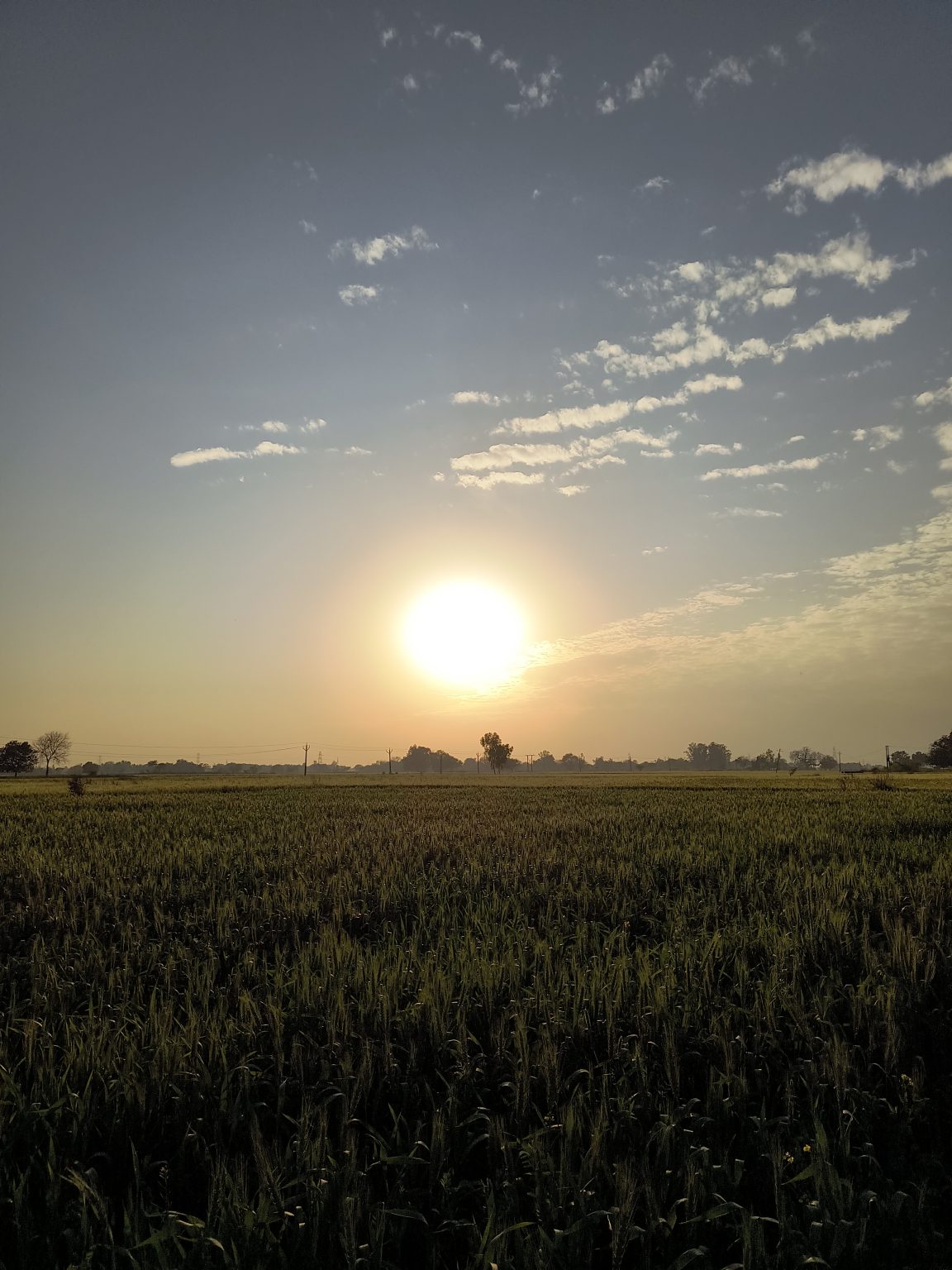 Sun setting over a vast green wheat field with the bright sun casting a warm glow and scattering light across the sky, adorned with scattered clouds.