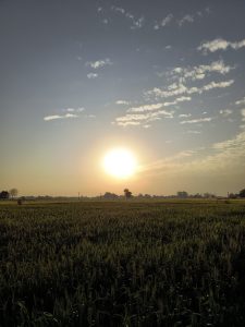 Sun setting over a vast green wheat field with the bright sun casting a warm glow and scattering light across the sky, adorned with scattered clouds.