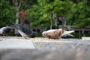 Group of pigeons eating corn from the floor in a square