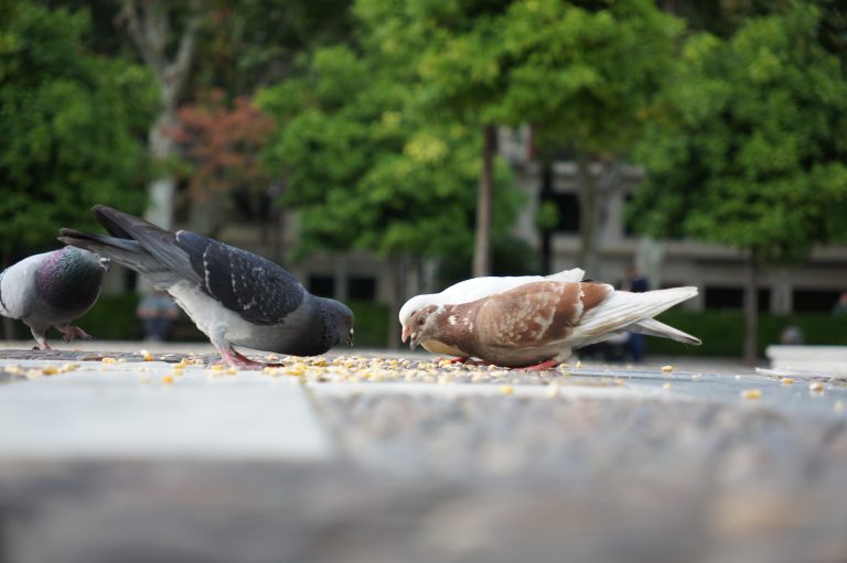 Group of pigeons eating corn from the floor in a square