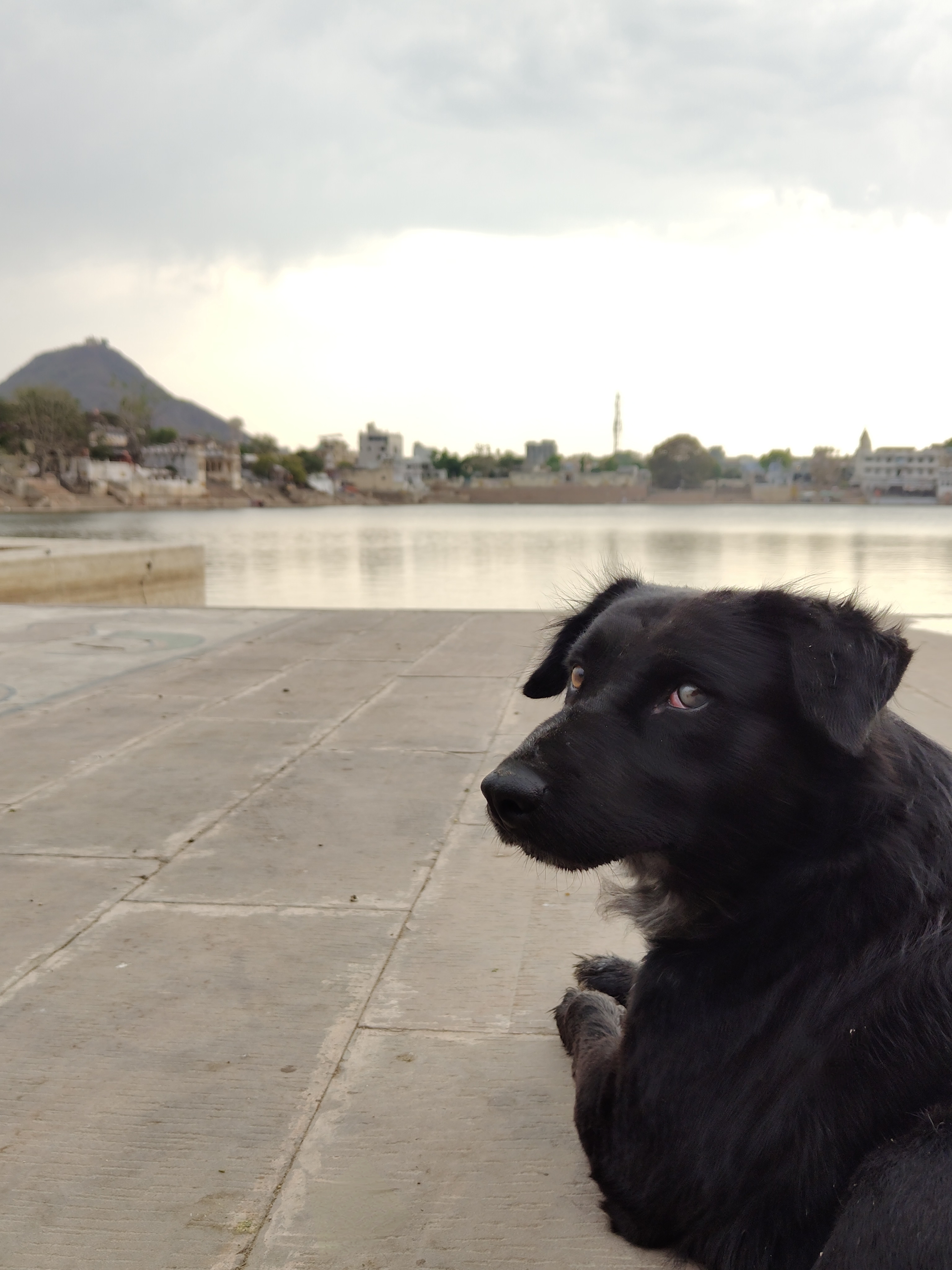 A black dog lying down on a concrete pavement by a body of water, with a view of a town and a hill in the background under a cloudy sky.