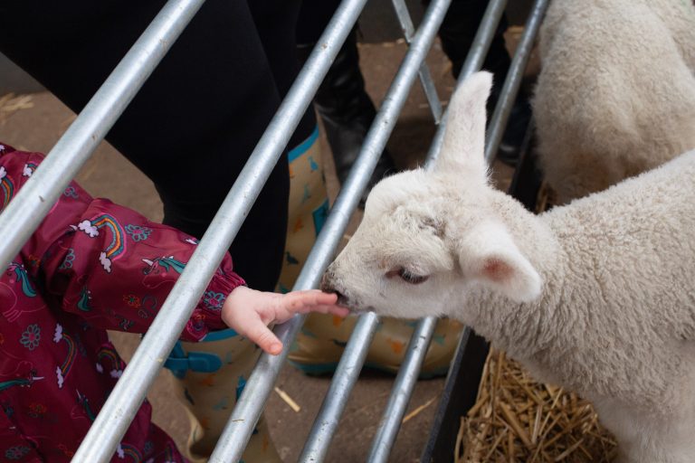 Small child’s hand petting a lamb through a gate