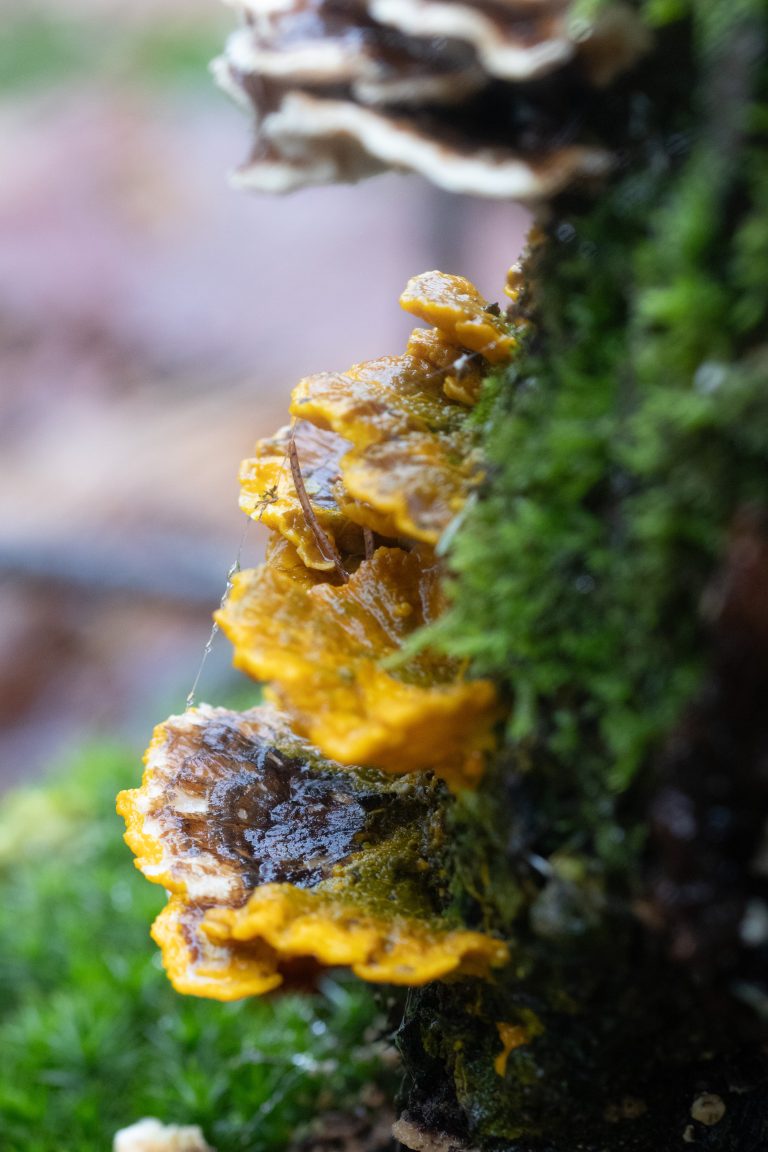 Yellow lichen and moss on the side of a tree