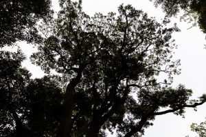 View larger photo: dark silhouette of a tree against the sky