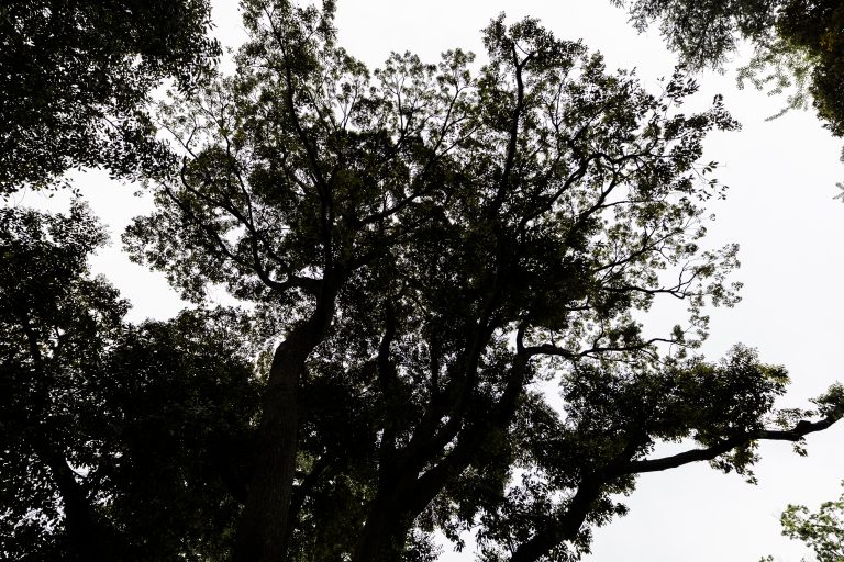 dark silhouette of a tree against the sky