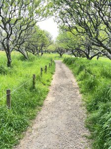 A peaceful gravel path leading through a lush green orchard with rows of flourishing trees and grass, bordered by simple wooden post and rope fencing under a daylight sky.