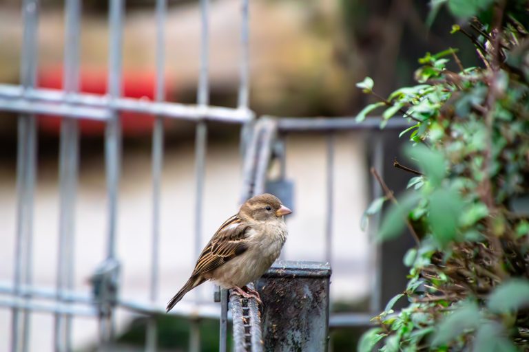 A sparrow perched on a metal fence post with blurred foliage and a mesh barrier in the background.