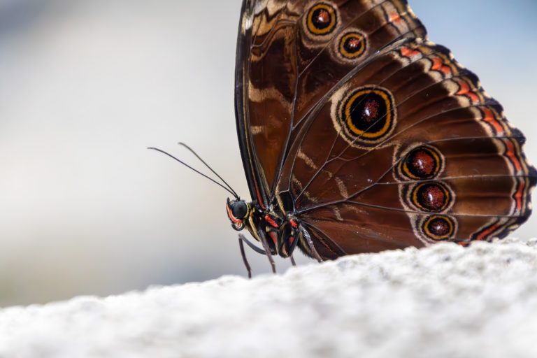 Close-up / macro photo of a Morpho Menelaus butterfly