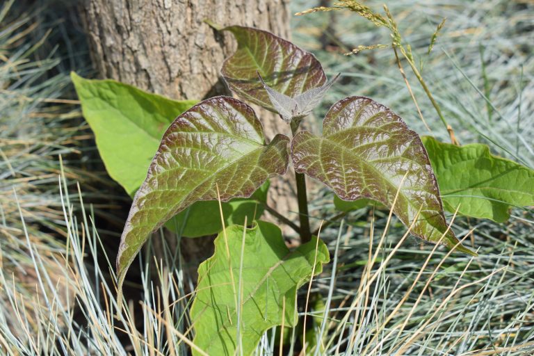 Young plants with green and brown-tinted leaves in front of a tree trunk, surrounded by grass-like ground cover.