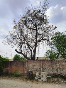 A leafless tree with a few yellow leaves remaining, standing against a cloudy sky backdrop, surrounded by a brick wall and some debris.