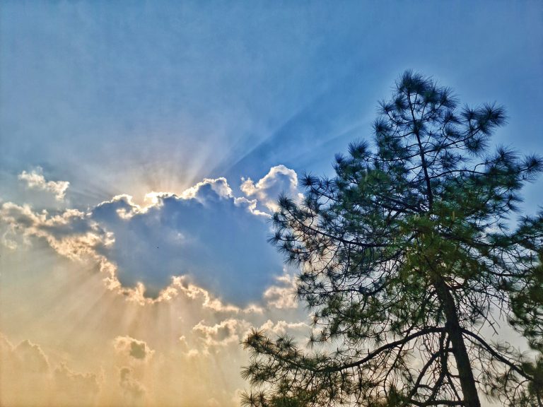 Picture of a tree against a sky with some clouds. Sunlight is shining through the clouds.