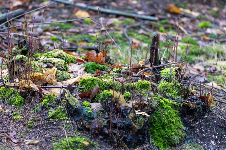 Forest ground with leaves, mushrooms, moss etc.