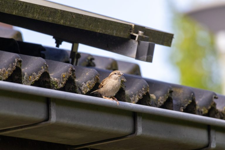 A sparrow perched on a rain gutter of a roof with moss-covered tiles, with soft focus greenery in the background.