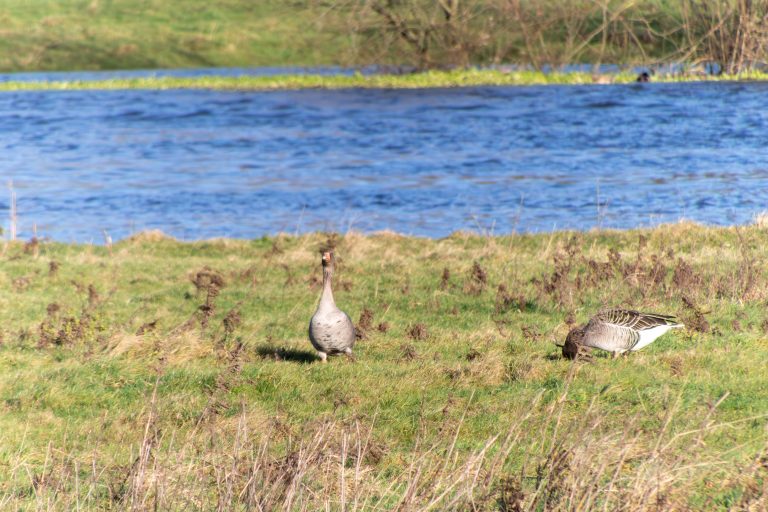 Two geese grazing on a riverbank with the river in the background.