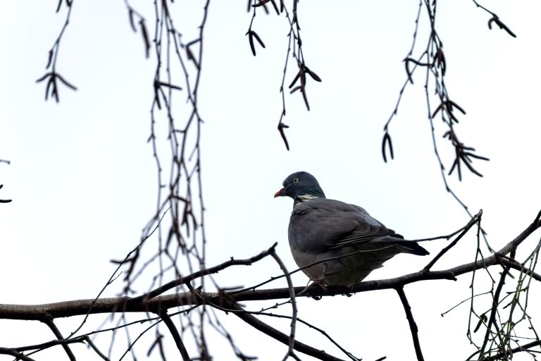 A pigeon perched on a bare branch with dangling twigs and a pale sky in the background.