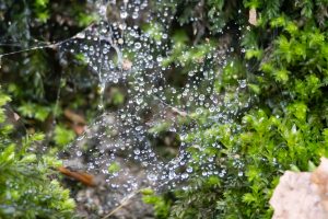 A spiderweb with raindrops with green moss in the background