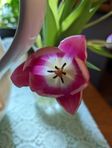 Purple tulips hanging out of a vase