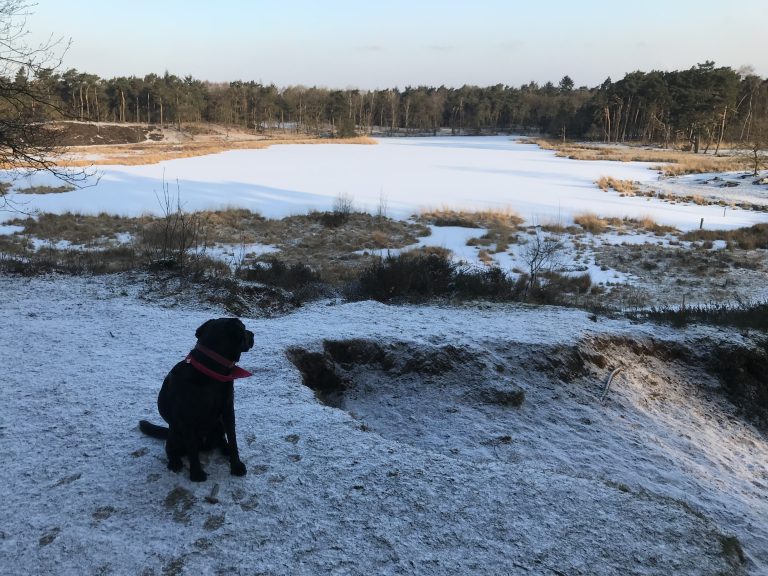 A black dog wearing a red collar sits on a snowy ground overlooking a frozen lake surrounded by a snowy landscape with sparse vegetation and trees under a clear sky.