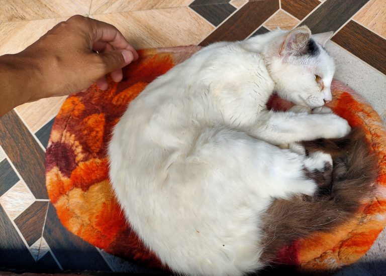 A white cat with brown patches sleeping curled up on a colorful round mat, with a person’s hand reaching towards it.