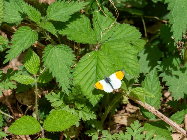 Orange tip butterfly on a green leaf during spring