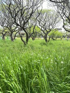 The garden of Plum Tress with green grasses.