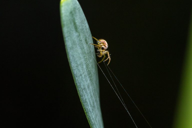 A tiny spider of 1mm in size (cricket-bat orbweaver) touching and feeling two threads of it’s web, patiently waiting for it’s next meal.