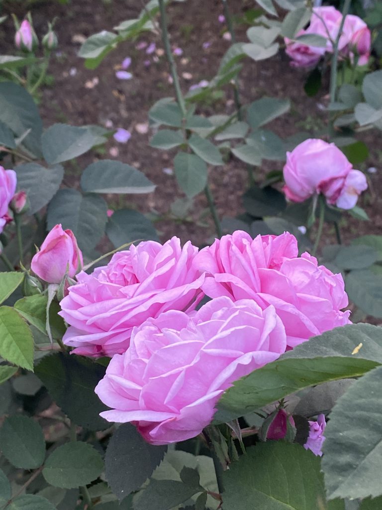 A close-up of a cluster of pink roses in bloom, with a blurred background of rose bushes and fallen petals on garden soil.