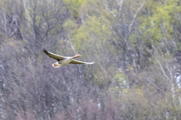 A Greylag goose in flight, with a forest in the background