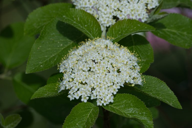 Inflorescence of a woolly viburnum (viburnum lantana) surrounded by dark green leaves.