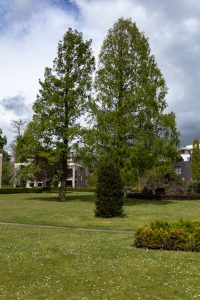 Trees and a bush in a park with buildings in the background and a cloudy sky
