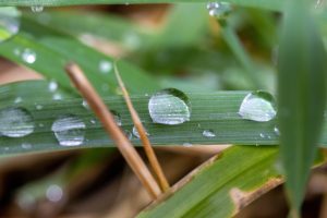 Close-up of water droplets on a green grass blade between other grass blades