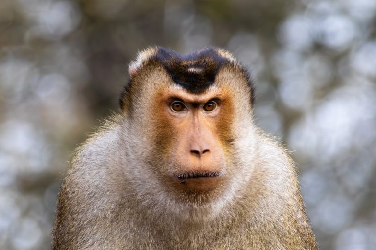 Portrait of a Southern pig-tailed macaque