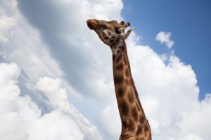 Giraffe on a cloudy blue sky