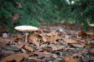 White mushroom on the forest floor
