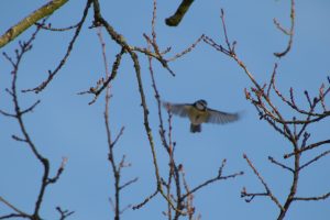 A bird in mid-flight among the bare branches of a tree with budding leaves against a clear blue sky.