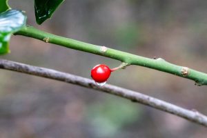 Berry on a branch with a raindrop in the forest.