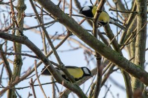 Two Great tits on branches