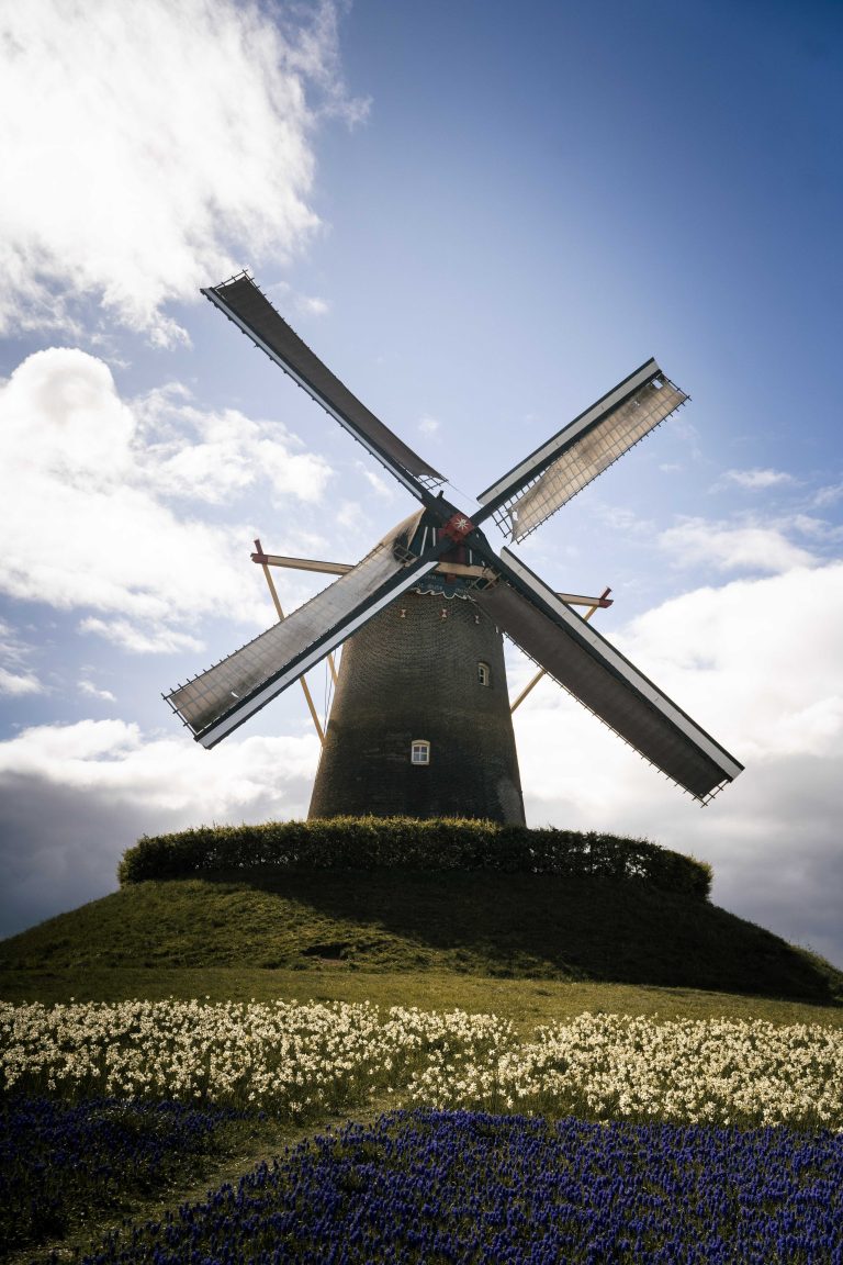 A typical Dutch mill can be seen, with some flowers on the foreground