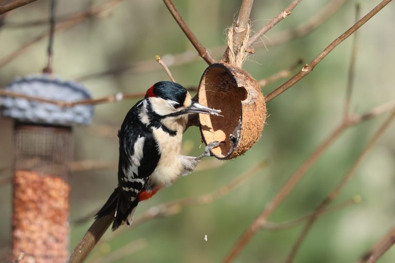 A great spotted woodpecker perched on a branch of a Sycamore tree while pecking at a coconut shell bird feeder filled with suet, with a blurred background of branches and foliage, and another feeder visible to the left.