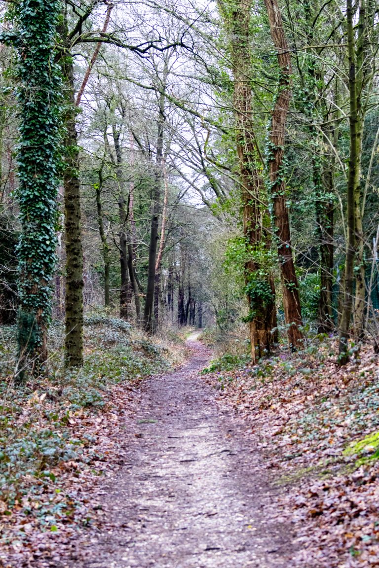 a path through the forest in early spring