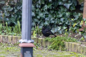 A blackbird standing on the ground with green ivy and brick edging in the background.