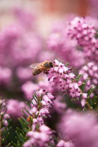 Bee on flowers