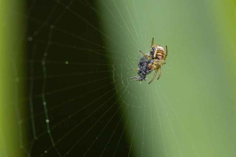 A tiny spider of 1mm in size (cricket-bat orbweaver) in it’s web with a prey