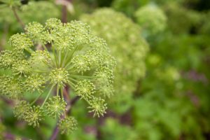 Star burst flowers on a lime green background