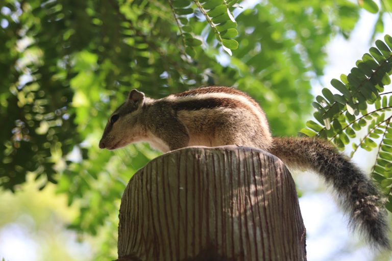 A squirrel perched on top of a wooden post with a backdrop of green leaves and branches.